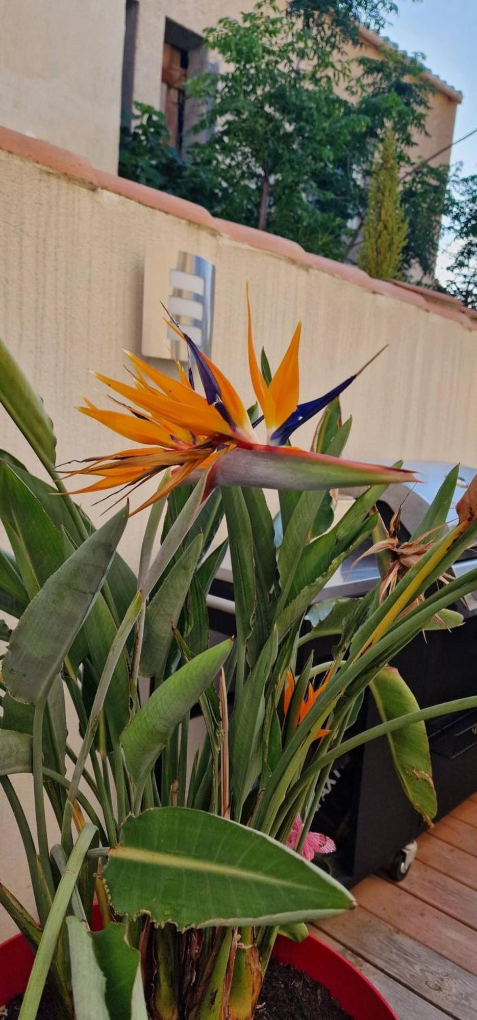 L'Oiseau Du Paradis Narbona Esterno foto